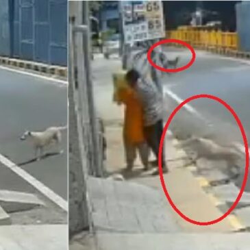 ವಿಡಿಯೊ | ಮಹಿಳೆ ಮೇಲೆ ಲೈಂಗಿಕ ದೌರ್ಜನ್ಯಕ್ಕೆ ಯತ್ನಿಸಿದ ಕಾಮುಕ ; ಆತನಿಗೆ ಕಚ್ಚಿ-ಓಡಿಸಿ ಮಹಿಳೆ ರಕ್ಷಿಸಿದ ಬೀದಿನಾಯಿಗಳು!