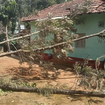 ಬೇಲೂರು: ಎರಡು ಮದಗಜಗಳ ಭೀಕರ ಕಾದಾಟ ; ಮನೆ ಮೇಲೆ ಬಿದ್ದ ಮರ
