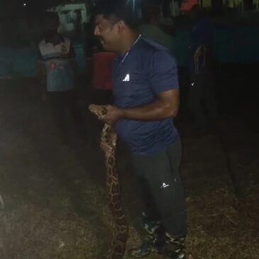 ವಿಡಿಯೋ | ಕಾರವಾರ : ಶಾಲಾ ಆವರಣದಲ್ಲಿ ಬೃಹತ್ ಹೆಬ್ಬಾವು ಸೆರೆ