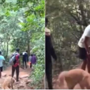 ಚಾರಣಕ್ಕೆ ಹೋದಾಗ ಹೃದಯಾಘಾತದಿಂದ ಸಾವು ; ಮಾಲೀಕನ ಮೃತದೇಹ ಬಿಟ್ಟು ಕದಲದೇ ಕೊನೆಯವರೆಗೂ ಹೆಜ್ಜೆ ಹಾಕಿದ ನಾಯಿ !
